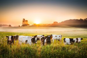 Cows and Sunset - Foggy Rolling Landscape - XXXL 21 Mpix HDR image